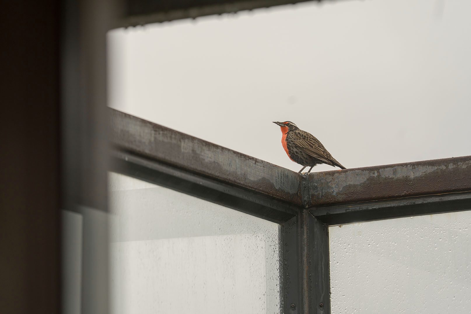 Pajaro baranda quadro